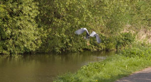 Heron in flight, Lancaster Canal near Hest Bank