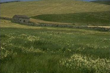 [photograph of typical Yorkshire Dales pasture] 